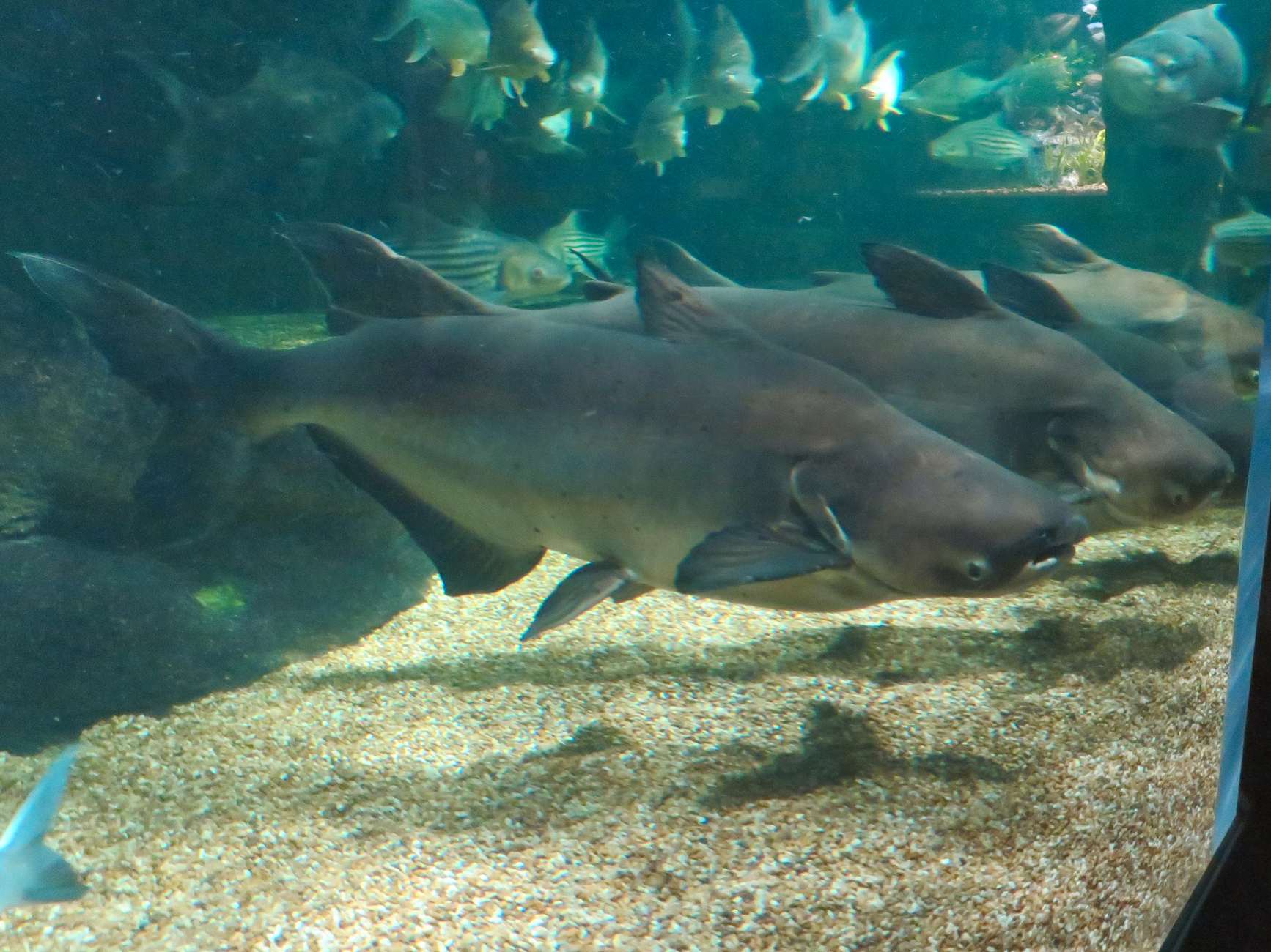 ปลาบึก
